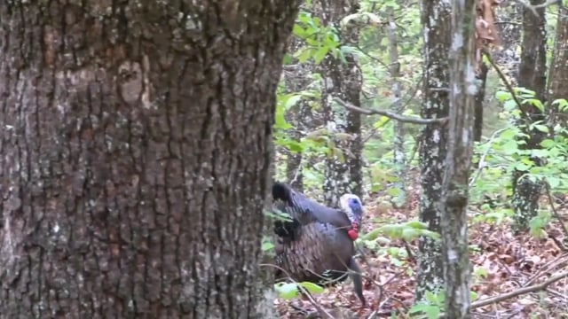 Living the Dream Outdoors - Season 1 - Episode 12  - Kody & Terry Turkey Huntmp4