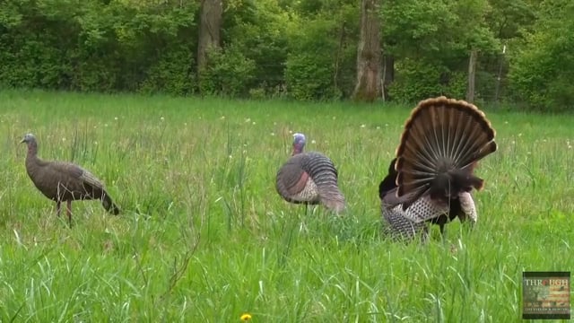 Through the Eyes of the Hunter - Episode 8 - Josh Cloyd Kentucky Turkey