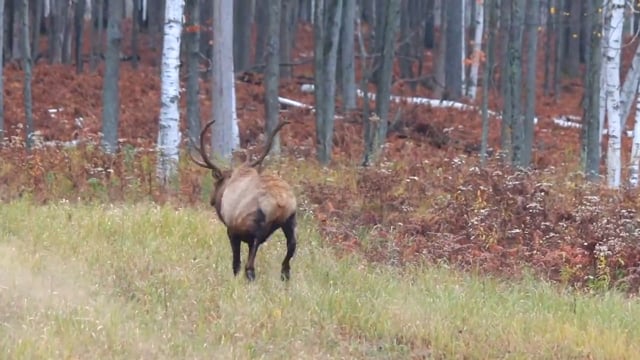 Gunn's Outdoor - Season 1 - Episode 1 - Unique Elk Hunters