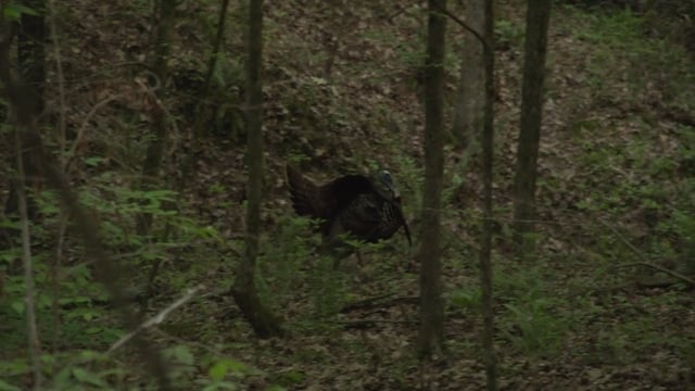Small Town Hunting Webisode - Season 2 - Episode 4 - CHRIS APRIL KILL