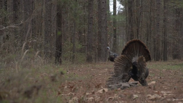 Small Town Hunting Webisode - Season 2 - Episode 2 - CK Kill w_Gun Scene