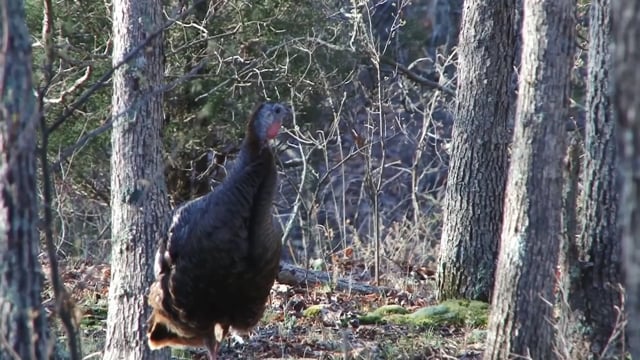 Living the Dream Outdoors - Season 1 - Episode 9 - Flashback Friday