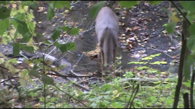 True Life Hunting Adventures - Season 3 - Episode 5 - Chasing Ohio Whitetails Pt 2