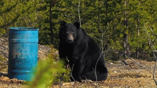 Open Season TV - Season 12 - Episode 7 - Canadian Black Bear Pursuit