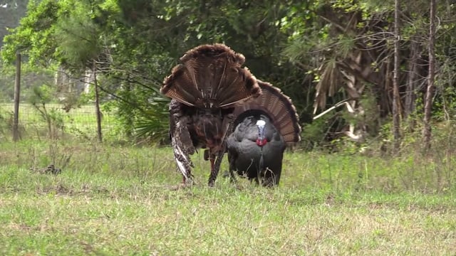 Real South Hunting - Season 5 - Episode 11 - Beach Turkeys