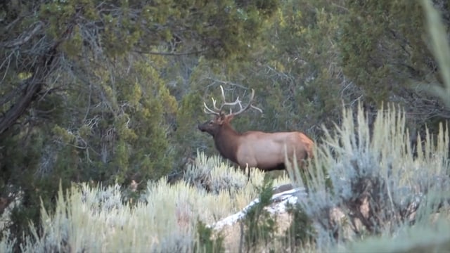 Open Season TV - Season 12 - Episode 4 - Colorado Velvet Elk