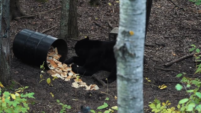 Open Season TV - Season 12 - Episode 3 - Black Bear showdown