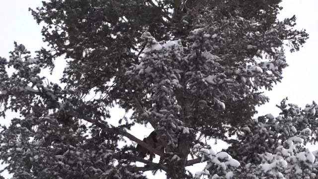 Love Of The Hunt - Season 2 - Episode 5 - Colorado Mountain Lion Pt 2