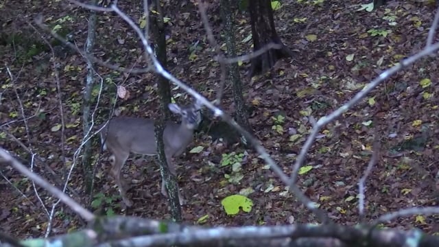 BitterSweet Outdoors - Season 1 - Episode 4 - Smoke Poles and Whitetails