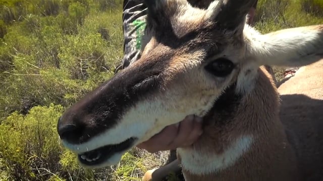 Open Season TV - Season 12 - Episode 2 - Antelope Pt 2