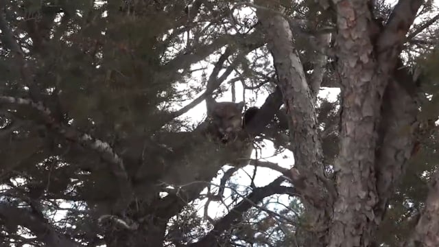 Love Of The Hunt - Season 2 - Episode 4 - Colorado Mountain Lion Pt 1