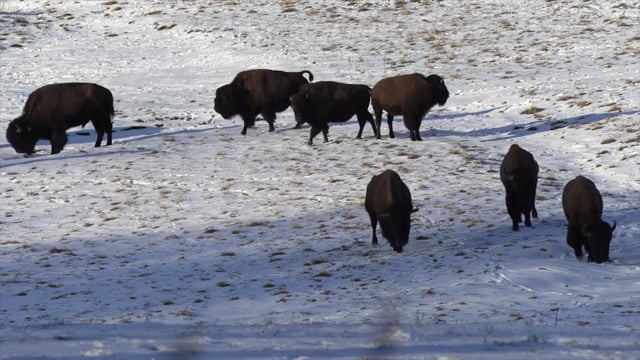 BootprintsTV - Season 3 - Episode 18 - Missouri Bison