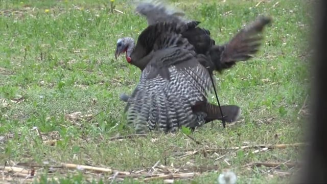 Aaron Outdoors - Season 5 - Episode 2 - The Turkey Opener