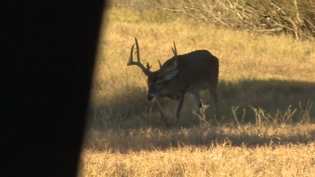 Jimmy Houston Adventures - Episode 27 - South Texas Whitetails