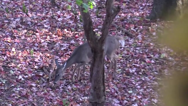 Whitetail Reign - Season 5 - Episode 3 - The Quest for King