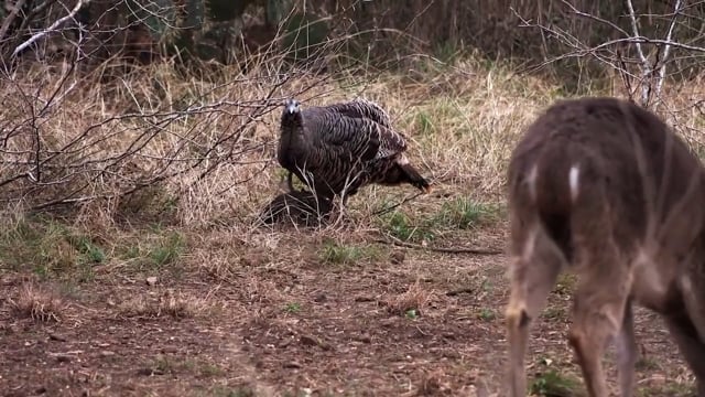 Bearded Buck - Season 4 - Episode 9 - Looking Sharp In Texas