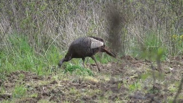 True Life Hunting Adventures - Season 2 - Episode 21 - Chasing Ohio Spring Turkeys