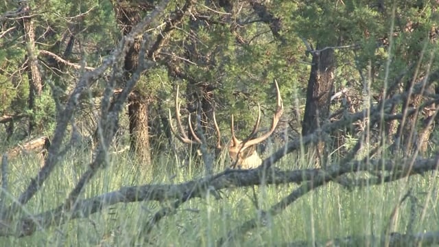 Grace Camo & Lace - Season 4 - Episode 5 - New Mexico Elk Experience Part 1