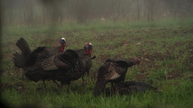 Bearded Buck - Season 4 - Episode 5 - Pennsylvania Turkey Event