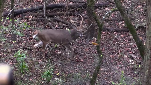Whitetail Reign - Season 5 - Episode 2 - A Non-Typical Nightmare