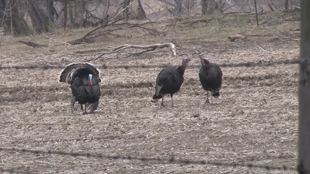 Grace Camo & Lace - Season 4 - Episode 2 - Back to Back Spring Turkey Part 1