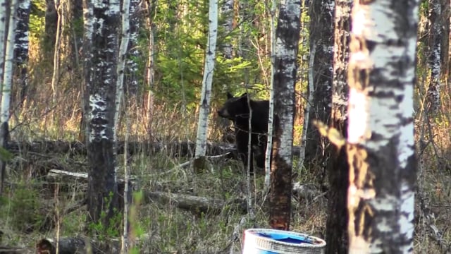Giving Back TV -  Season 4 - Episode 2 - Saskatchewan Black Bear
