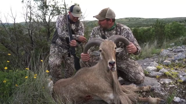 The Bearded Buck - Season 4 - Episode 1 - Texas Aoudad