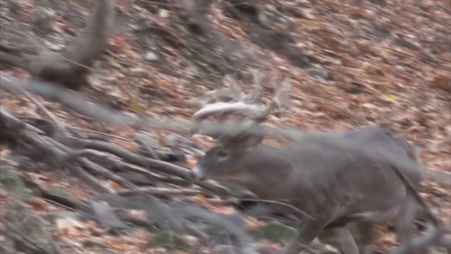 Dirt Road Outdoors TV - Season 6 - Show 9 - Wyoming lions.mp4