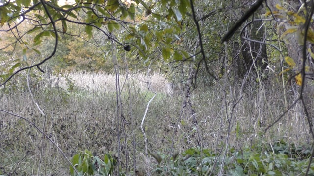 All Seasons Pursuit - Episode 9 - Doe Fest.mp4