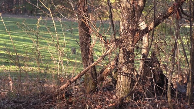 Wicked Stick Outdoors - Episode 2 - How Fine is the Swine.mp4