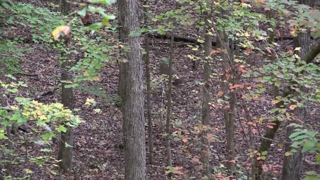 Whitetail Reign - Episode 4 - The Georgia Tennessee rundown-