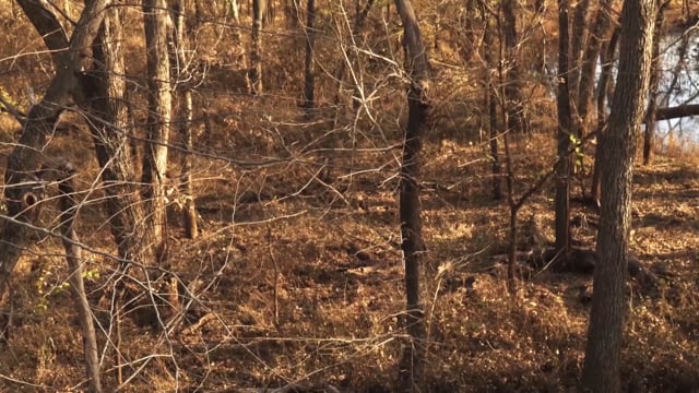 Bearded Buck - Episode 9 - Oklahoma Stubs