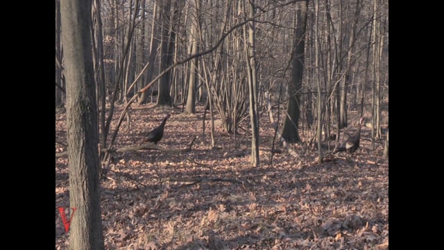 Hunt Hard by Vital Shot - Episode 3