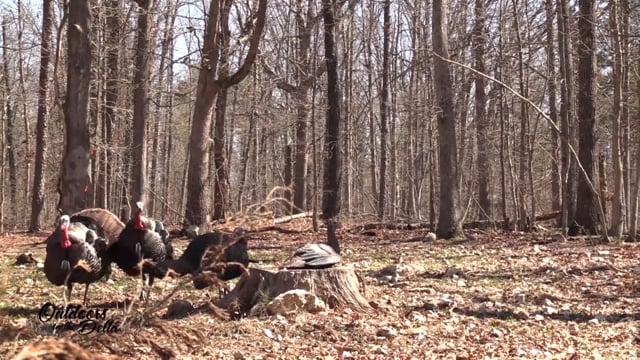 Outdoors in the Delta - Episode 3 - S12 - Ozark Turkeys