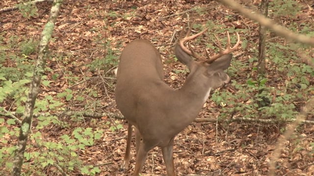 Backwoods Life - Episode 9 - Lee Farm