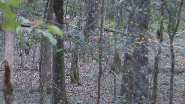 Backwoods Life - Episode 8 - Buck Daze