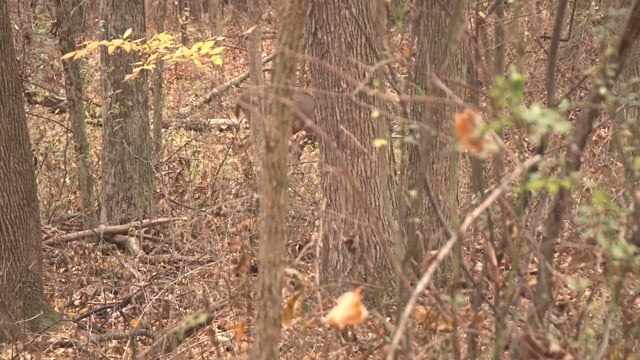 Backwoods Life - Episode 2 - Brantley
