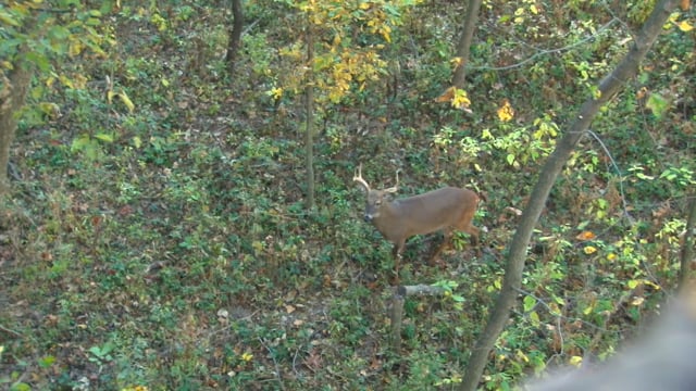 Backwoods Life - Episode 1 - Illinois