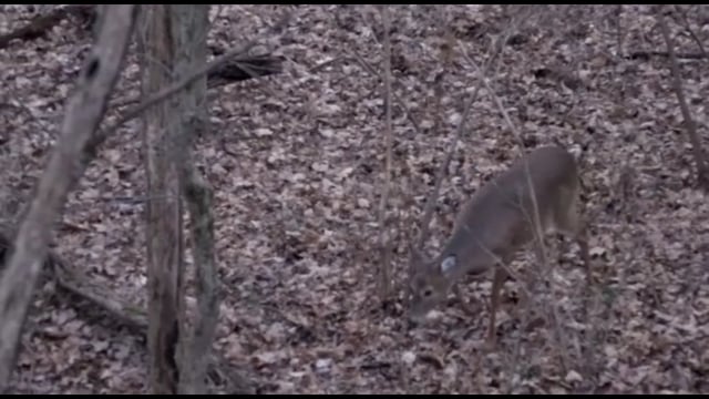 Whitetail Journey - Episode 10 - Three Does Down