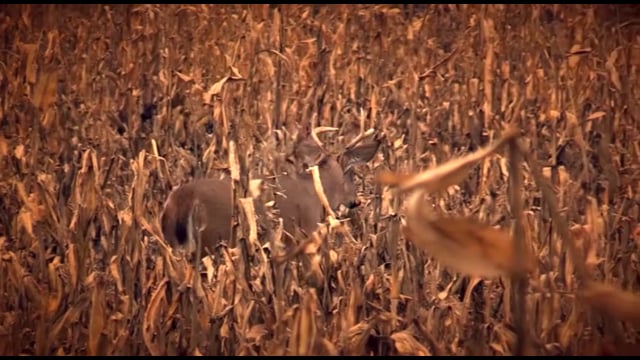 Whitetail Journey - Episode 8 - Michigan Muzzleloader Buck