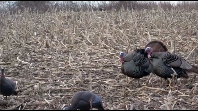 Whitetail Journey - Episode 2 - Turkey Time pt 2