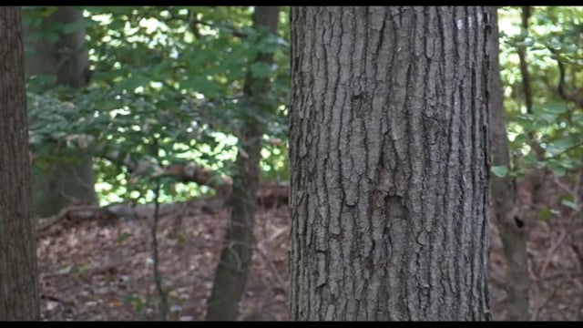 Sons of Fall - The Huntsman - Episode 3