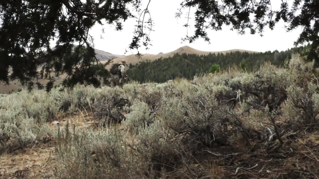 Bearded Buck - Episode 1 - Idaho Elk