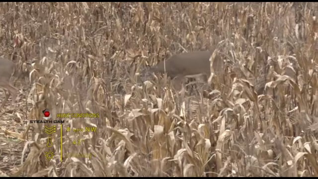 The Rival - Episode 8 - Blair IL Bow_1