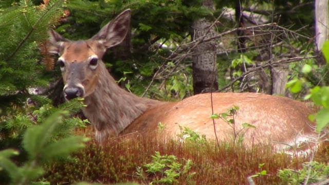 Wild Maine Outdoors - Frustrating Deer Season for Justin