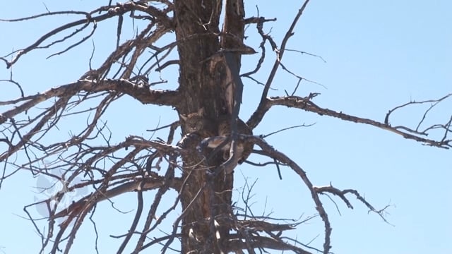 Carnivore TV - Calvin's Camera