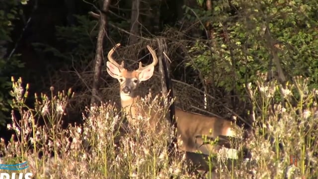 Wild Maine Outdoors - Buck Named "TRAUMA"