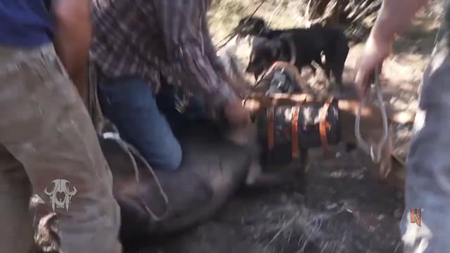 Carnivore TV - Too Hog to Handle