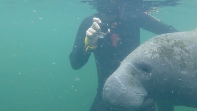 Let's Take it Outside with Misty Wells - Swimming with Manatees