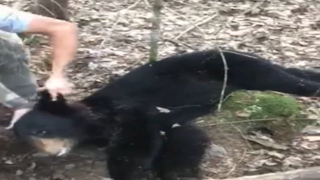 Wild Maine Outdoors - Last Day Bear